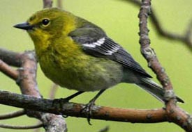 Pine Warbler. Photo by Luke Tiller.