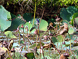 Little Kingfisher