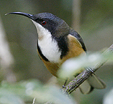 Eastern Spinebill