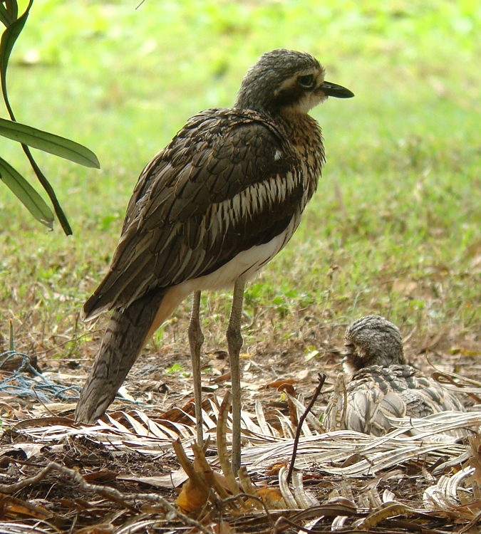 Bush Thick-knee 