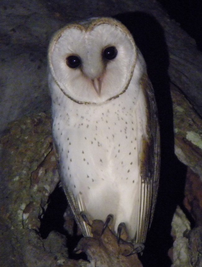 Masked Owl