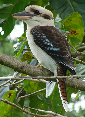 Laughing Kookabura.  Photo by Gina Nichol.