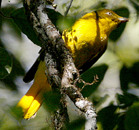 Golden Bowerbird.  Photo by Steve Bird.