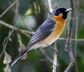 Spectacled Monarch. Photo by Steve Bird.