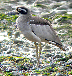 Beach Stone Curlew. Photo by Steve Bird.