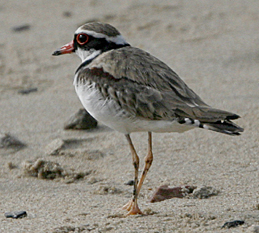 Black-fronted Dotterel.  Photo by Steve Bird