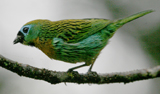 Brassy-breasted Tanager 