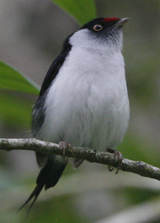 Pin-tailed Manakin 