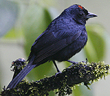 Ruby-crowned Tanager 