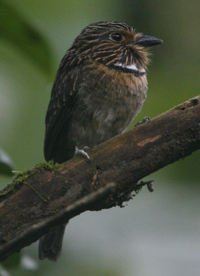 Crescent-chested Puffbird