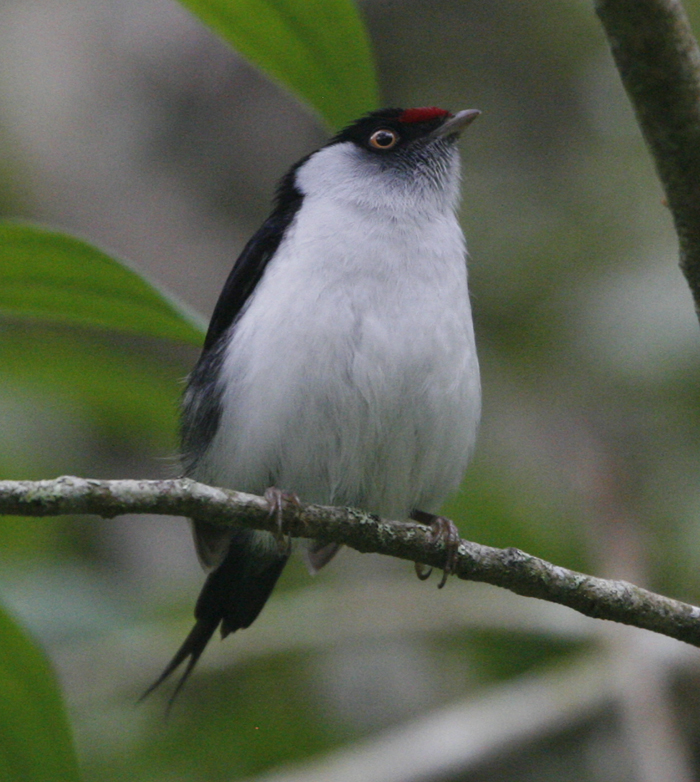 Pin-tailed Manakin