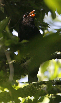 Black-and-gold Cotinga. Photo by Steve Bird.