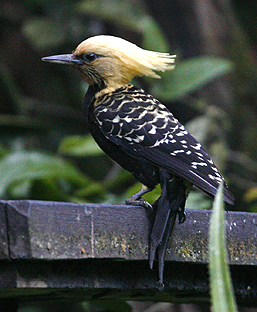 Blonde-crested Woodpecker. Photo by Steve Bird.