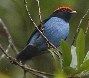 Blue Manakin. Photo by Steve Bird