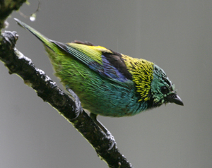 Green-headed Tanager. Photo by Steve Bird.