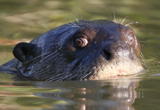 Giant River Otter 