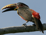 Chestnut-eared Aracari 