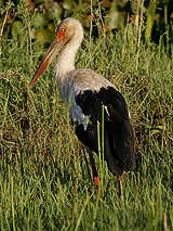 Maguari Stork