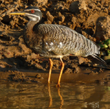 Sunbittern