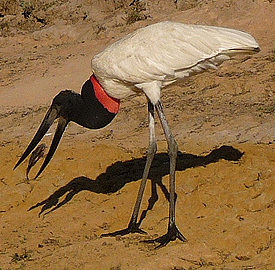 Jabiru. Photo by Gina Nichol.