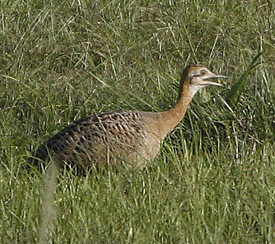 Red-winged Tinamou. Photo by Steve Bird.