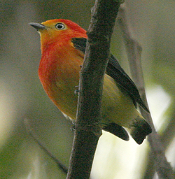 Band-tailed Manakin. Photo by Steve Bird. 