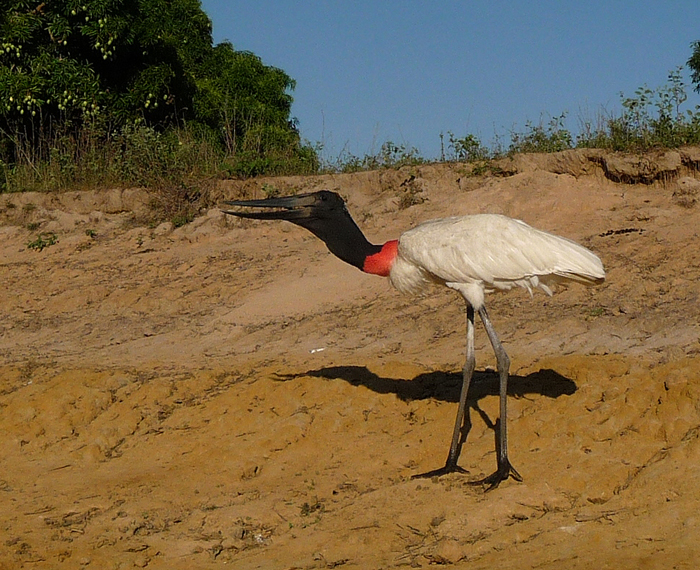 Jabiru swallowing fish. Photo by Gina Nichol.