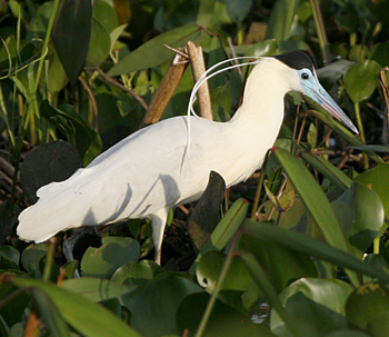 Capped Heron. Photo by Steve Bird. 