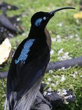 Brown Sicklebill