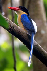 Black-capped Paradise Kingfisher