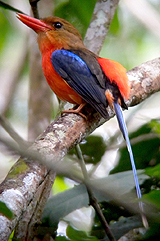 Brown-headed Paradise Kingfisher