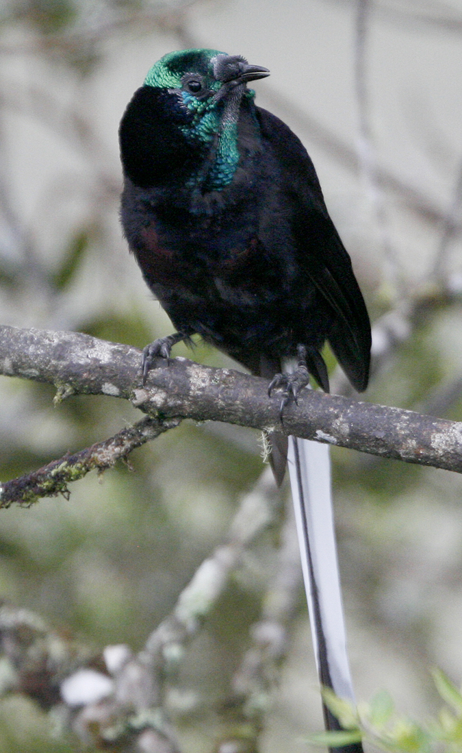 Ribbon-tailed Astrapia.