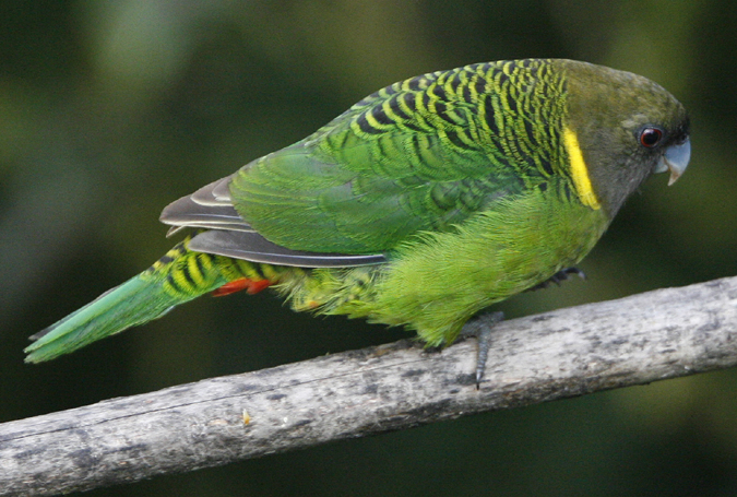 Brehm's Tiger-parrot.  Photo by Steve Bird.