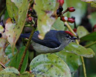 Red-capped Flowerpecker. Photo by Steve Bird.