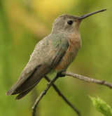 Buffy Hummingbird