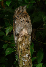 Common Potoo