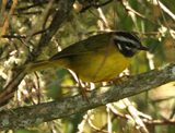 Santa Marta Warbler