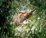 Hoffmann's Two-toed Sloth