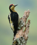 Beautiful Woodpecker