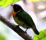 Orange-breasted Fruiteater