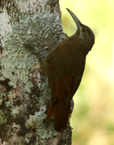 Strong-billed Woodcreeper