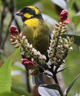 Gold-ringed Tanager. Photo by Steve Bird.