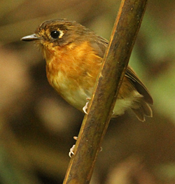 Rusty-breasted Antpitta. Photo by Steve Bird.