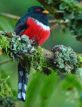 Masked Trogon. Photo: Gina Nichol