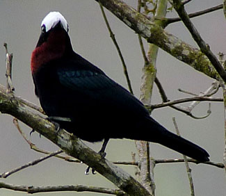 White-capped Tanager. Photo: Gina Nichol.