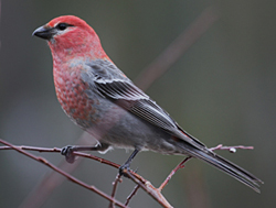 Pine Grosbeak © A. Cunniffe