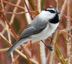 Mountain Chickadee © B. Munden 