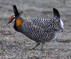 Greater Prairie Chicken. Photo by Dominic Mitchell