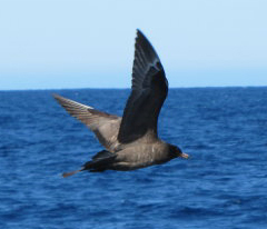 Pomarine Jaeger by Denise Jernigan.