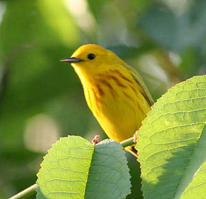 Yellow Warbler.